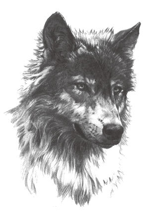 Tattoo loup sauvage