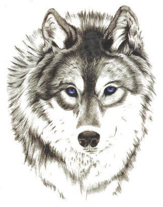 Tatouage temporaire loup aux yeux bleux